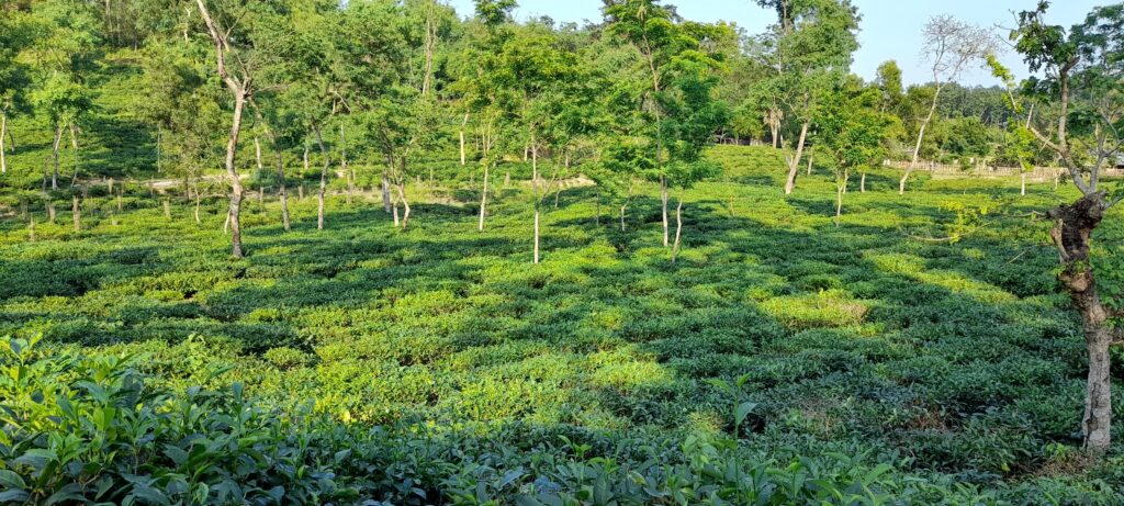 সিলেটের মালনীছড়া চা বাগানের সবুজ চা গাছের সারি