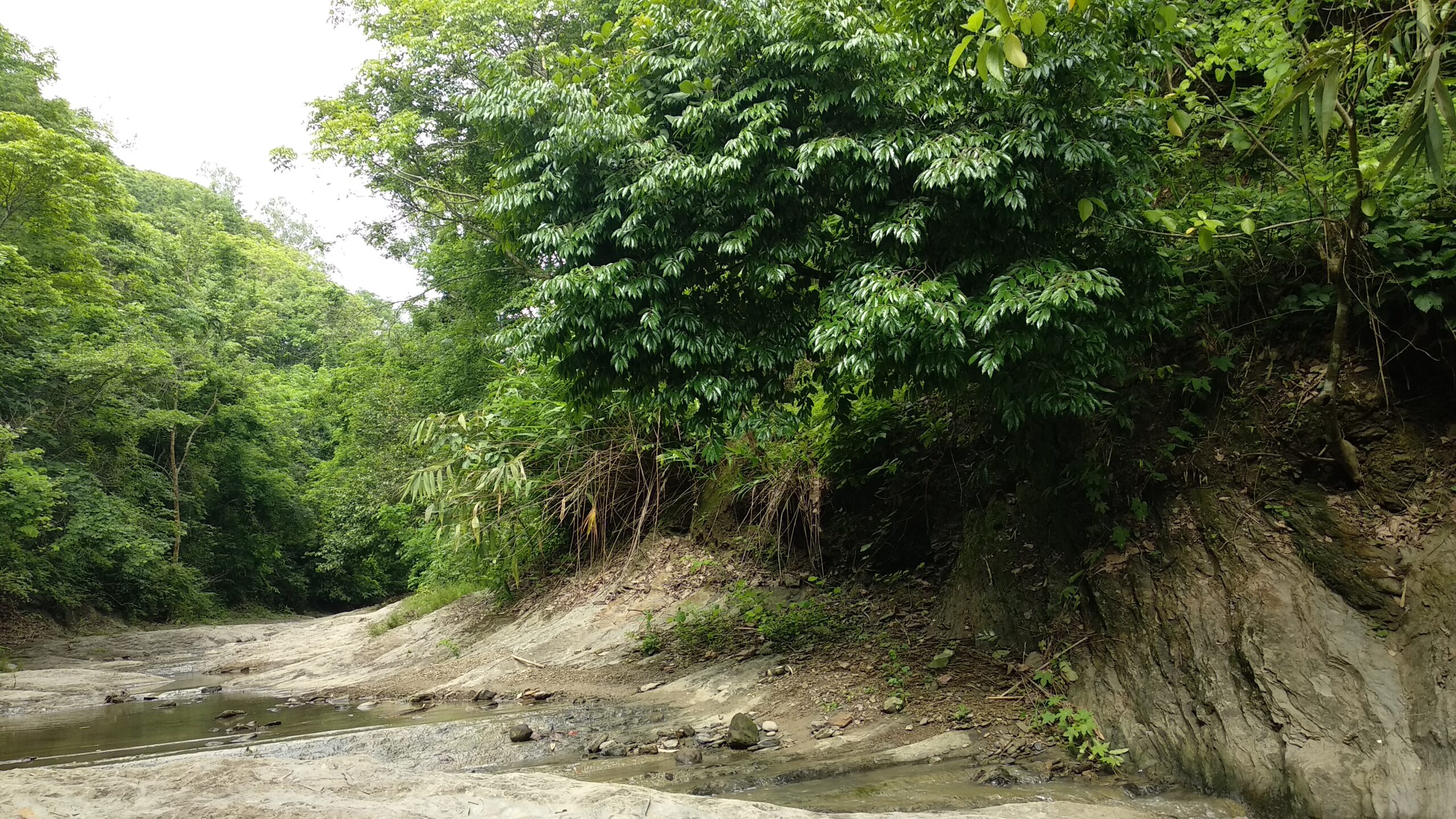 কমলদহ ঝর্ণা সীতাকুণ্ড: রূপসী, ছাগলকান্দা ও পাথরভাঙ্গা ট্রেইলের সম্পূর্ণ গাইড 3 কমলদহ ট্রেইলে হাঁটার পথ সীতাকুণ্ড